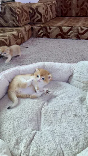 كيتن جولدن سكوتش بيور