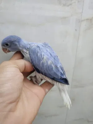 نوادر ،، فرخ دره فايلوت كلير اوبلاين