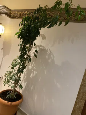 للبيع نبات الشفليرا/For sale: Schefflera plant
