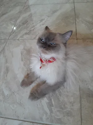 Himalayan3
