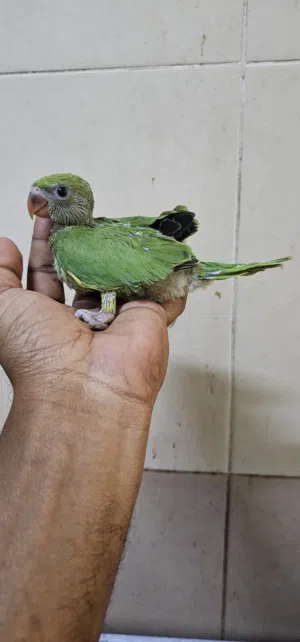 automatic feeder for pigeon,green ring neck parrot baby,and other birds