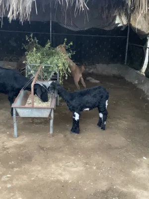 للبيع حمله45ريال