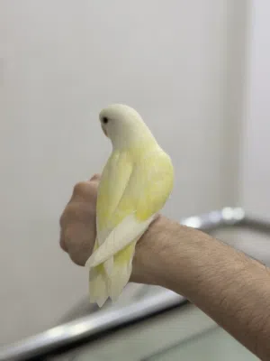 بيع عصفورين