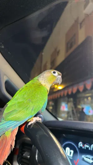 كنيور قرين شك