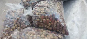 تمر نغال جريجرو إنتاج الظاهره للبيع