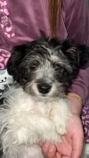 Caniche a vendre