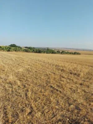 Farm Land for Sale in Beja Other