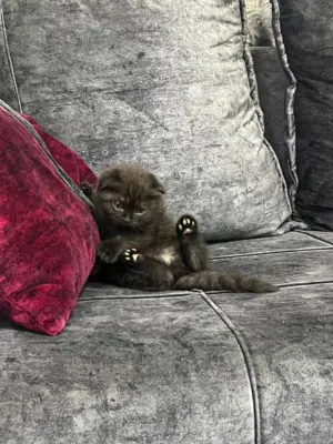 قطط سكوتش للبيع