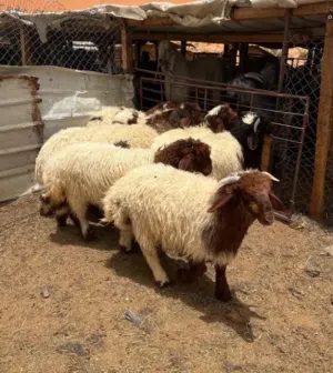 ذبايح نعيمي للبيع
