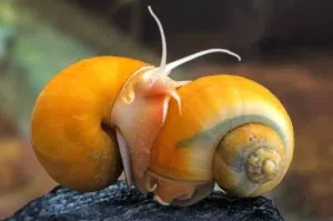 حلزونات albino apple snail