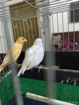 طيره كنار لون ابيض شغاله 100% ماخذ منها بطنين حاليا بايظه من دون ذكر