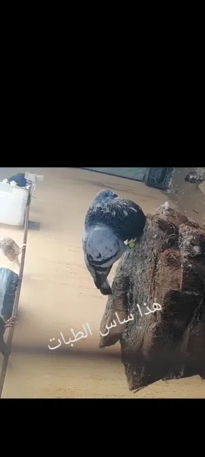 حمام كتدانو طبات من ساس طيب.