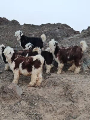 حلال الرحوب الفاخر