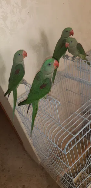 فراخ كساندرا