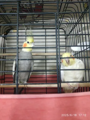 Birds0