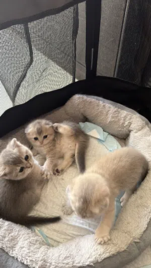 Adorable Scottish Fold kittens looking for loving homes soon