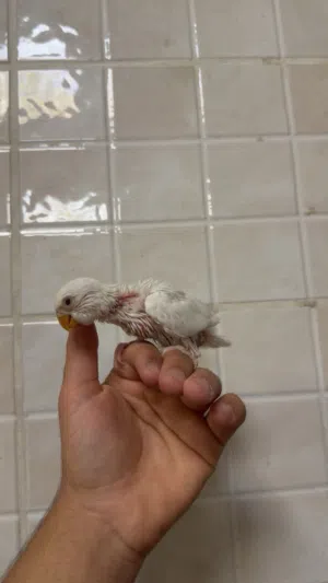 لافبيرد روز