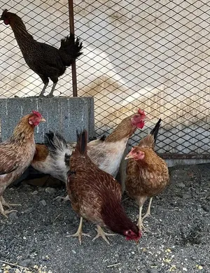Chickens0