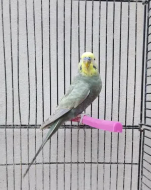 ذكر تركيبه ريمبوا فحمي +ذكر زيبرا أبيض