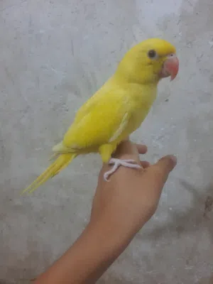 ببغاء مفطوم