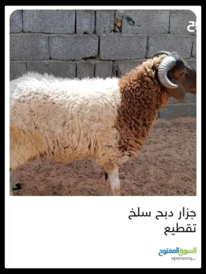 يعني انا مسلم الوزاره