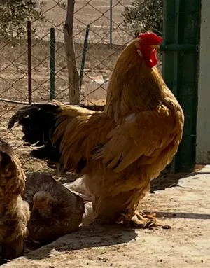 ‏دجاج‏2