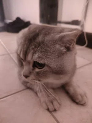 Scottish fold