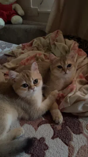 قطط سكوتش فولد 2 اناث وذكرين