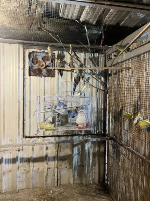 For sale all of the birds and they breed (WhatsApp)