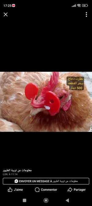 Chickens1