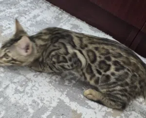 Pure Bengal Kitten