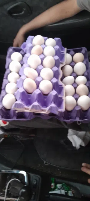 مطلوب في فقاسه شو مكان الحجم عادي يكون سعره كويس في العقبه