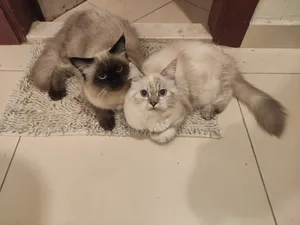 2 Himalayan cats for adoption ( male and female 1year old )