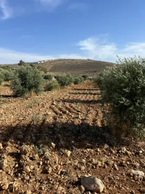Farm Land for Sale in Mafraq Dahl