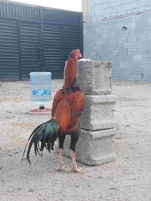 Chickens0