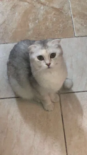 قط جميل أنثى