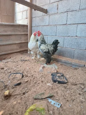 دجاج عربي وبراهما