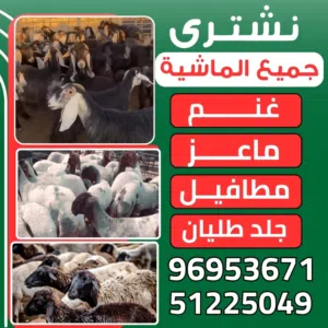 نشترى جميع الماشيه العدد مفتوح غنم وماعز تيوس ذبايح