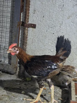 ديج عرب ضروب با كويتي سعر 7 عمر 4 اشهر الوصف