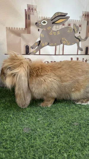 لوب فرنسي على فازي