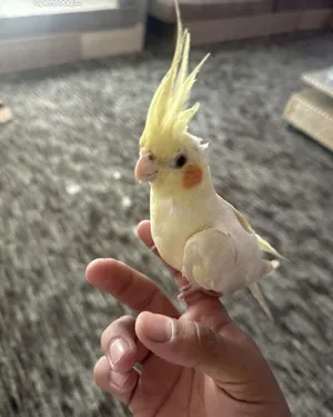 ‏ببغاء‏0