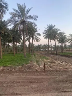 ربع دونم  المساحة الصافيه 570 متر /    للبيع في شط العرب  الجزيرة النعيسه مقابل مدخل شارع باب الهوى
