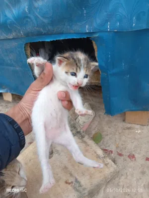 قطط صغيرة للبيع