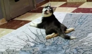 كلب هاسكي سيبيري للبيع عين و عين مطعم
