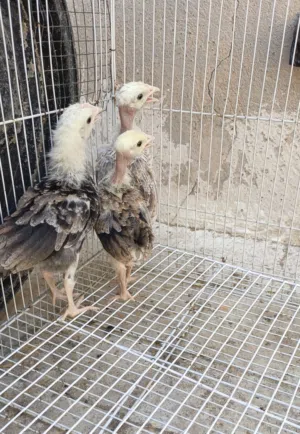 دجاجتين وديج ابو ركيبه دندراوي فاتح العمر شهر