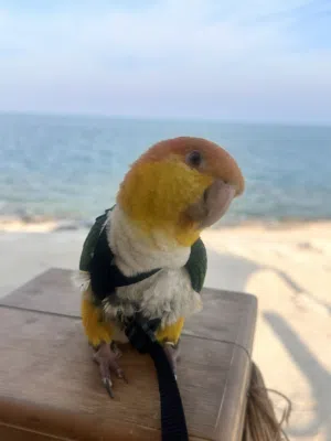 كاييك وايت بيلي ذكر