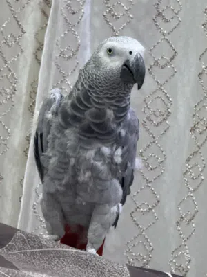 كاسكو بغبغاء