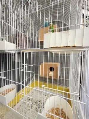 طيور حب متزاوجات