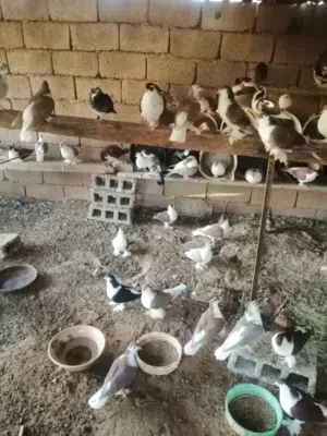 حمام بطريق
