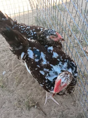 كوبيا ء سايكوس العمر \4أشهر